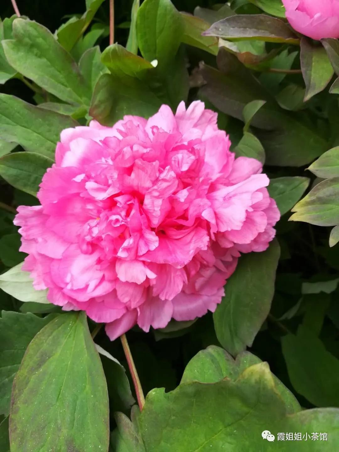 怒放的生命完整版,怒放的生命女声完整版