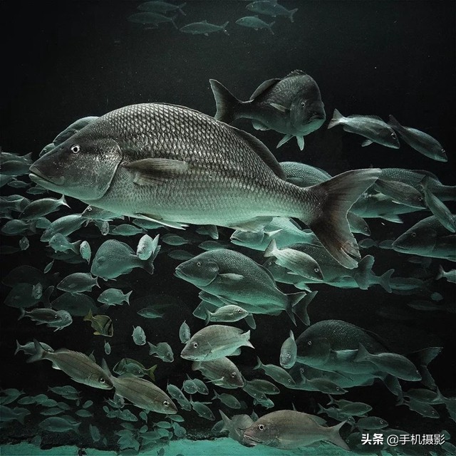 ippa摄影大赛年度总冠军,ippa摄影大赛2014