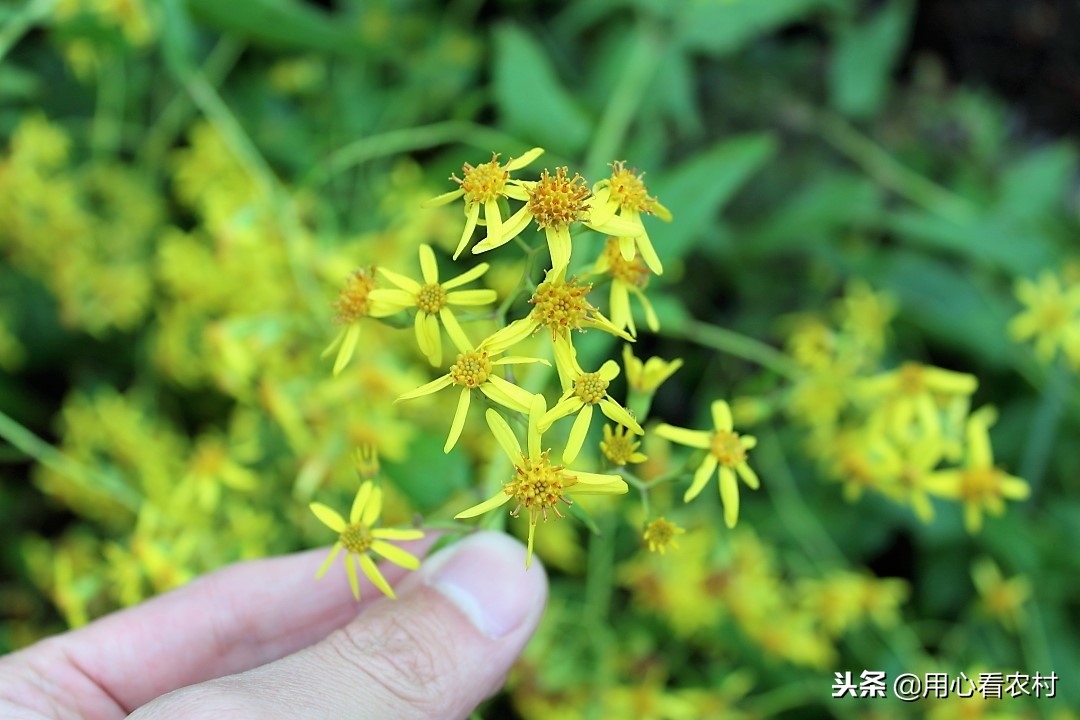 农村遍地的小黄花,农村的小黄花