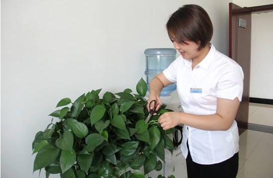 绿萝长得太茂盛应该怎么处理,绿萝越长越慢怎么办