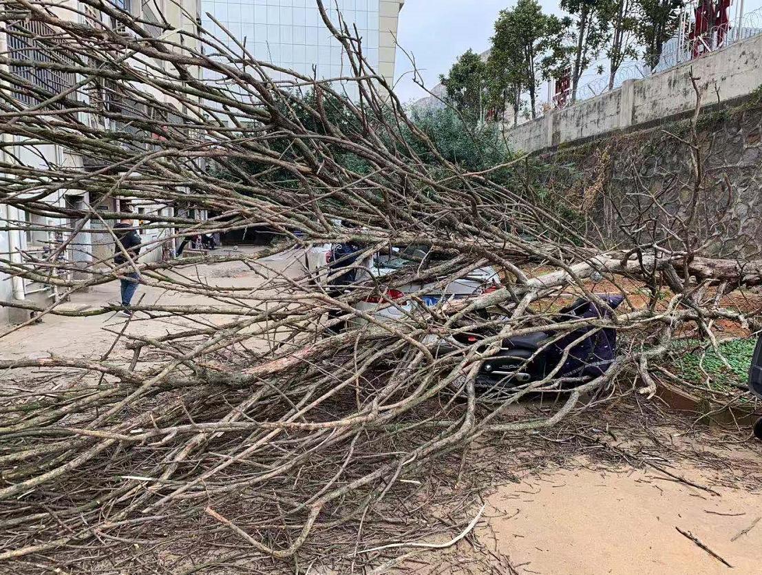 大树突然砸中轿车,大树倒下砸中汽车
