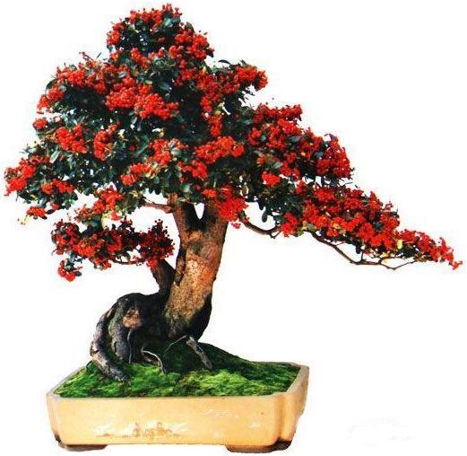 火棘花果图,火棘的观赏方法