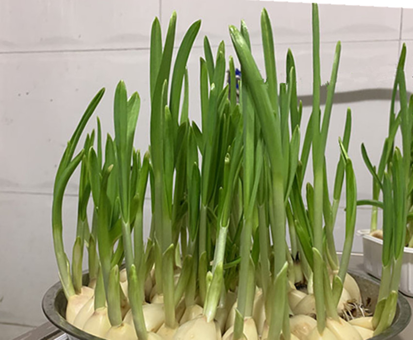 大蒜太多吃不完可以怎么做,吃不完的大蒜怎么做好吃