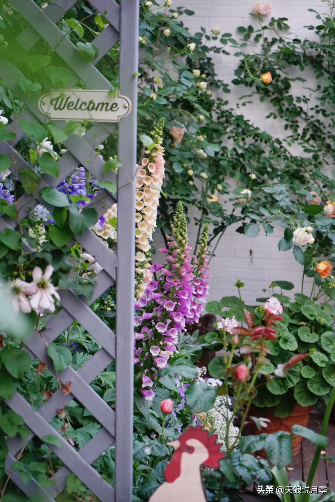 如何打造四季开花的花园,如何打造四季都有花的花园