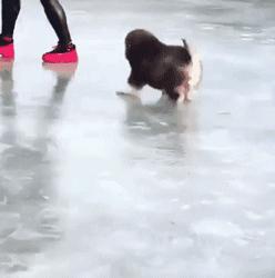 谁也拒绝不了的撒娇,谁也拒绝不了一只卖萌的小狗