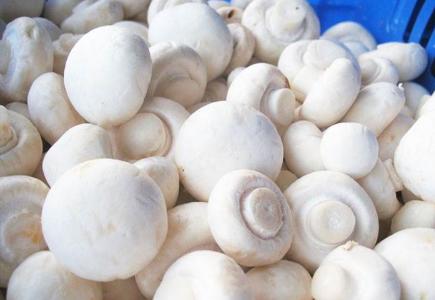 种植双孢菇需要打药吗,种植双孢菇的视频