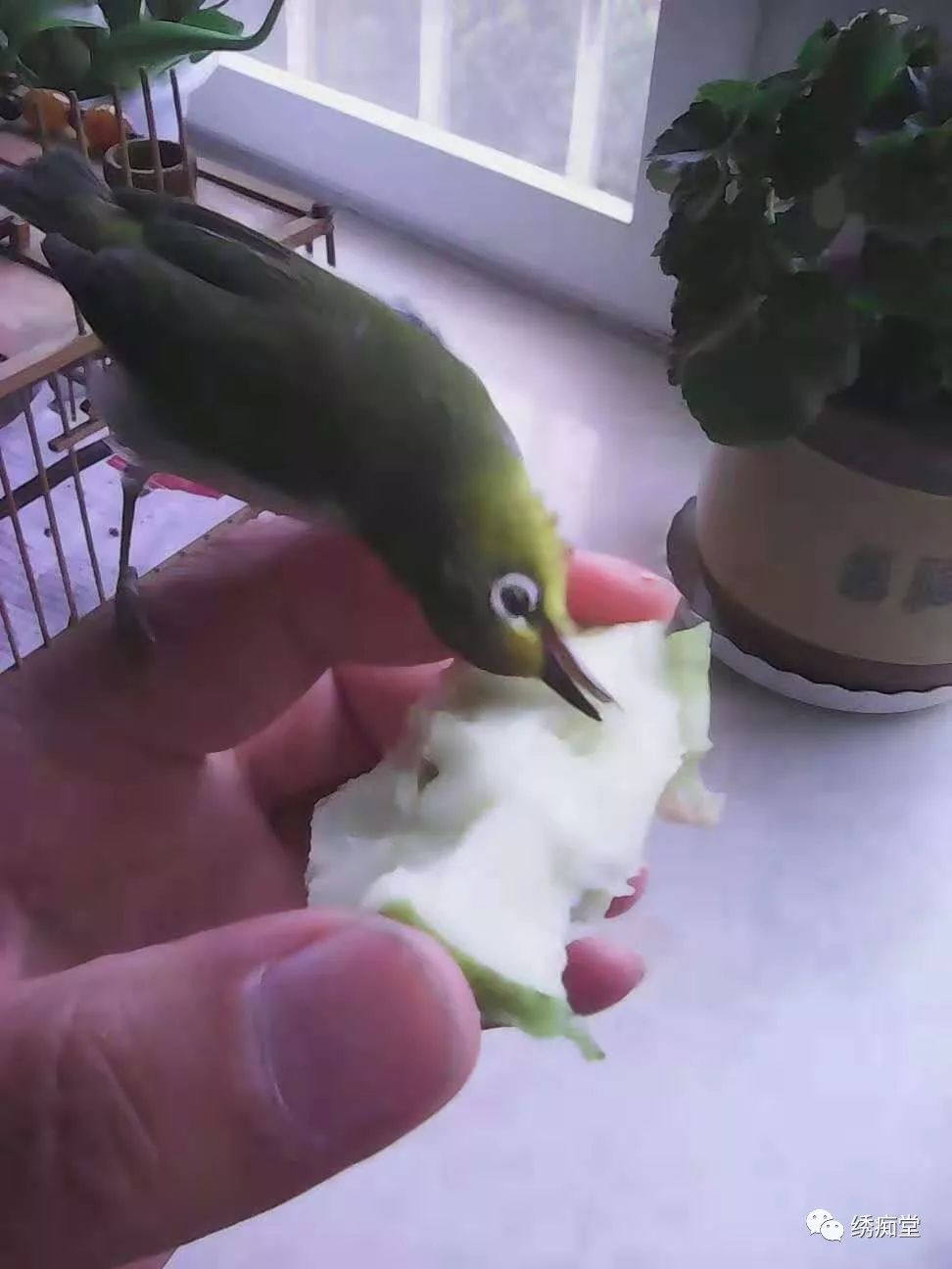 绣眼鸟常见病大全,绣眼鸟如何防病