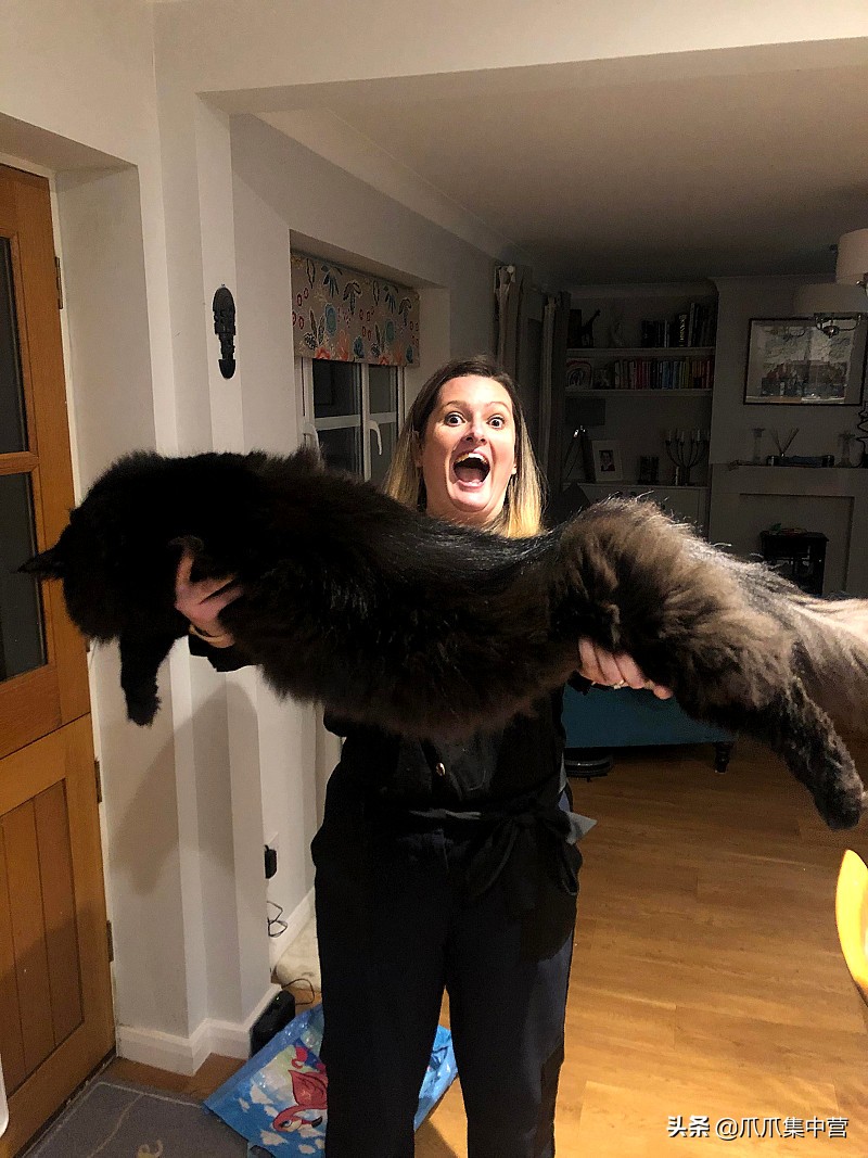 主人晒猫咪图片,主人看到猫咪一脸怒容