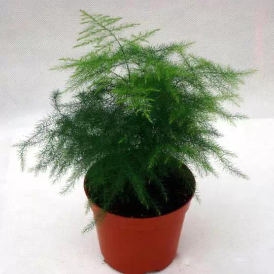 送给喜欢种花的人什么礼物,想养花却把花养死