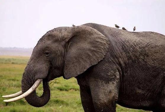 银背大猩猩在自然界的战斗力,地球最强动物银背大猩猩