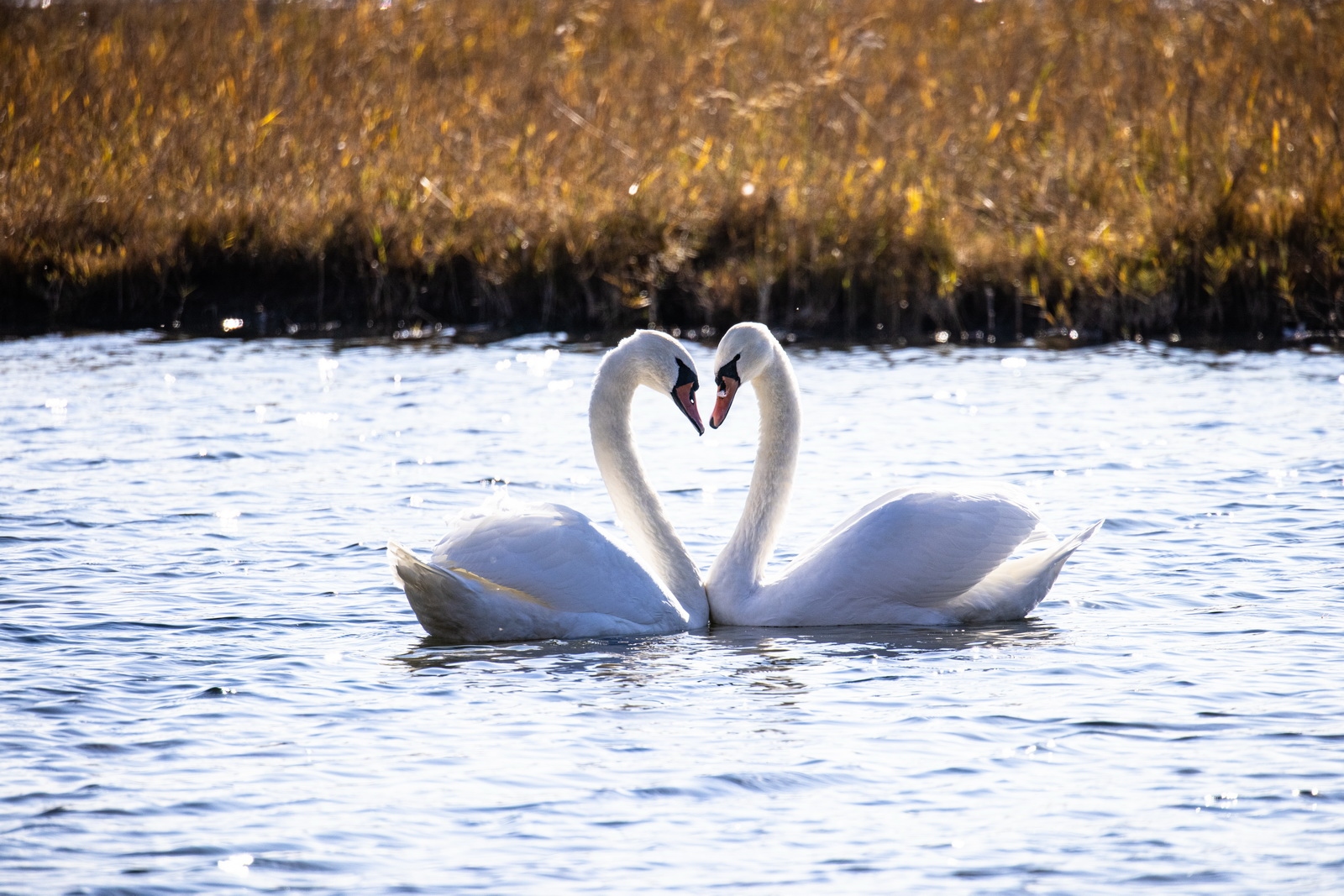 如何用eosr5拍摄视频,eosr5摄影