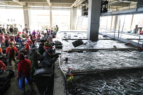 鲍鱼养殖致富经,养殖一亩鲍鱼利润