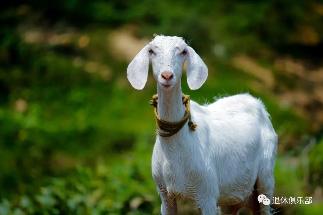 为什么贵的羊绒衫会起球,买的羊绒衫有膻味