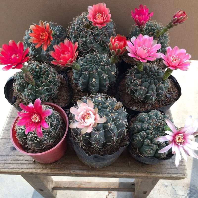 148个仙人球品种大全,100个仙人球品种