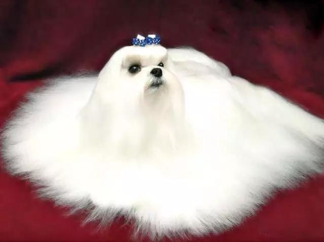 45种狗狗,45种狗狗很难得一见你认识几种