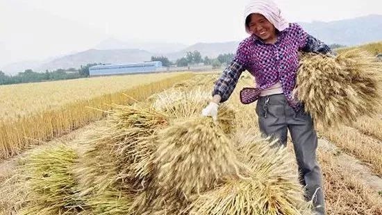 小麦九成熟,十成收,十成熟,一成丢,是什么意思?