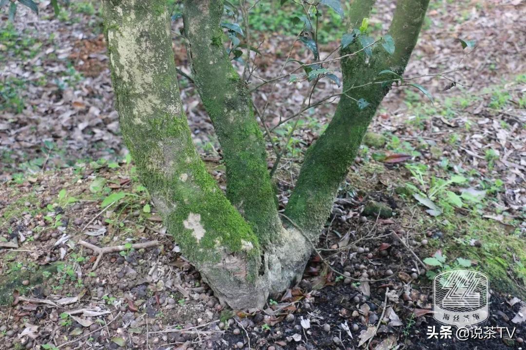 福鼎白茶还有“十不采”规定?让我们去河山有机茶园一探究竟