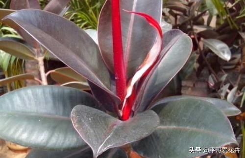 橡皮树叶子发软怎么补救,橡皮树叶子发蔫掉落是怎么回事