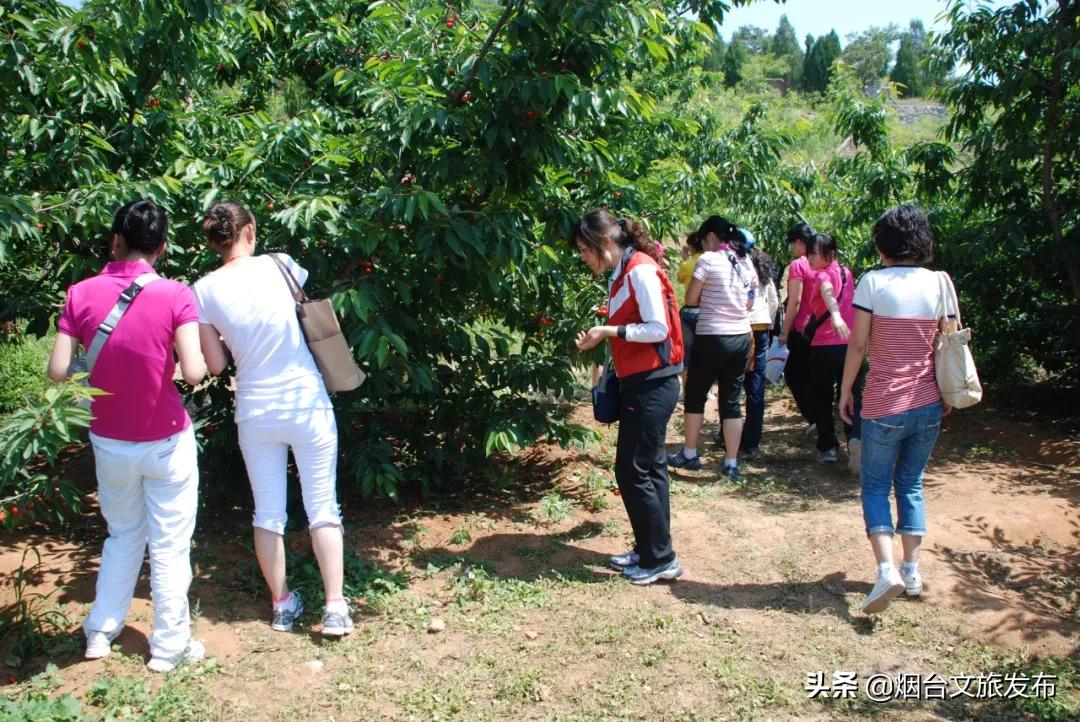 2022福山樱桃节是几月几日,富民樱桃采摘最佳时间