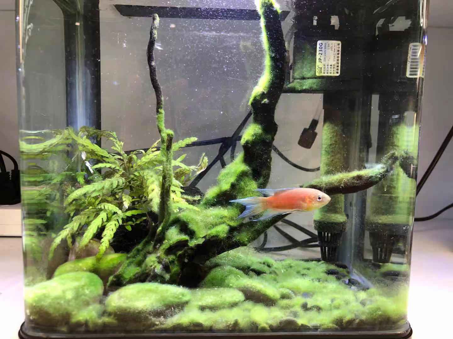 新手适合养什么水生爬宠,养水宠需要什么条件