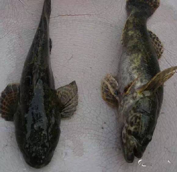 海鲜大全,最全海鲜冷知识