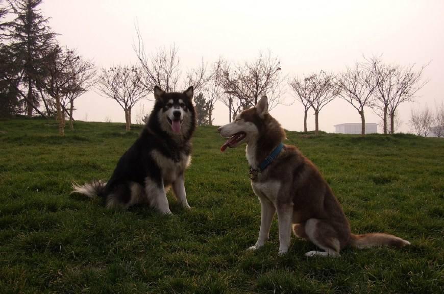 如何分辨哈士奇和阿拉斯加犬,哈士奇和阿拉斯加都是雪橇犬吗