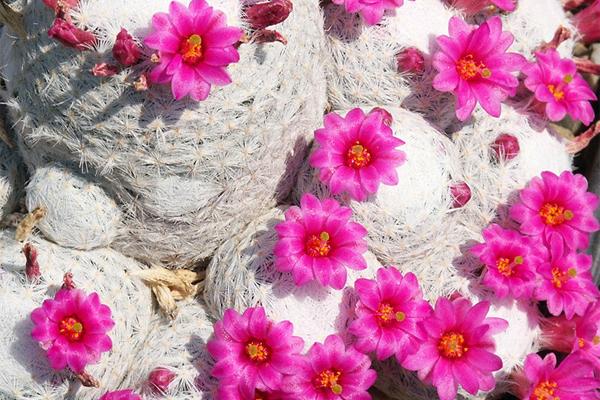 仙人掌开花有多美,仙人掌花开好娇艳