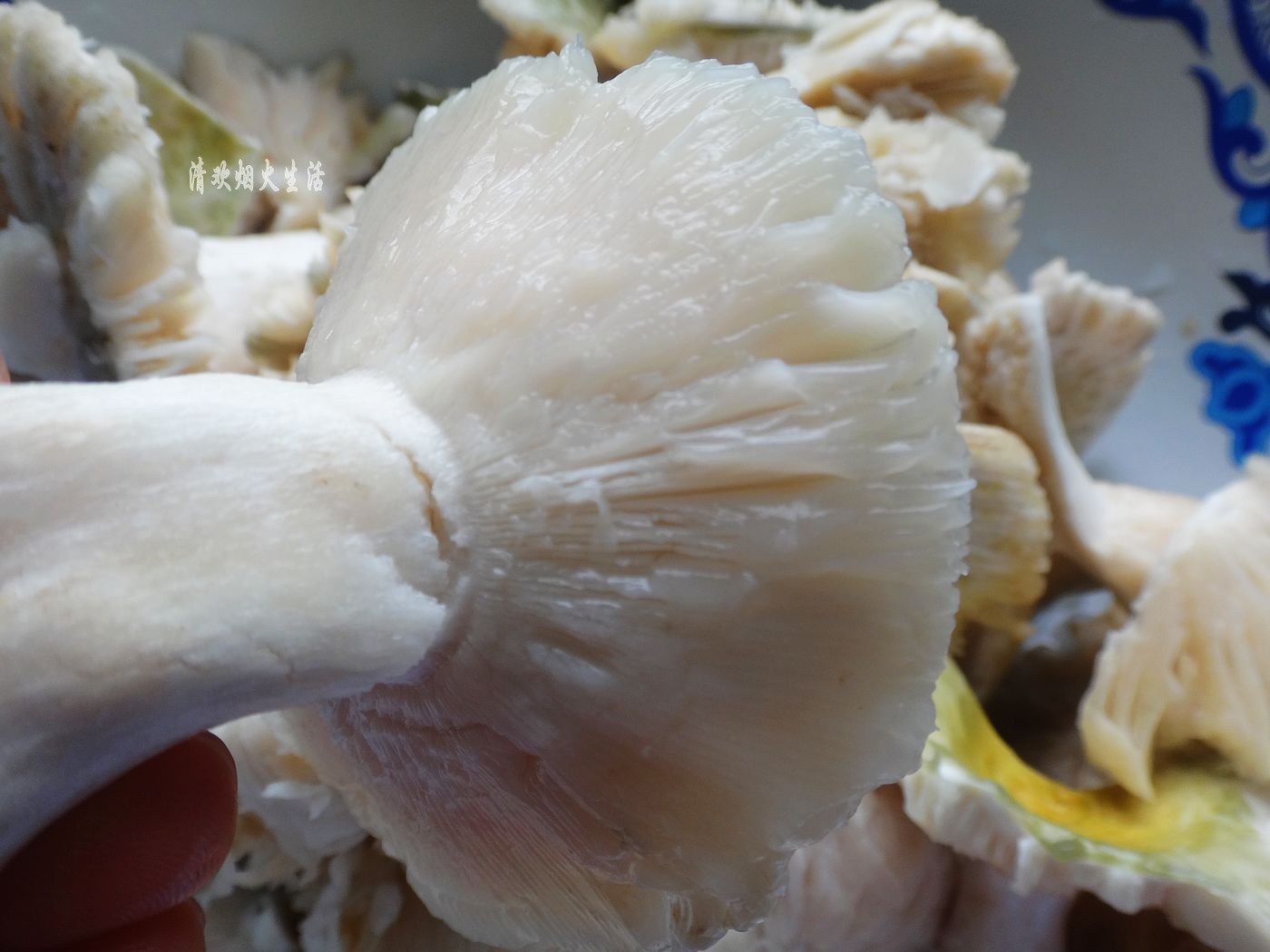 野生菌直接放水里清洗是错误的，教你两招，轻松吃干净美味的菌子