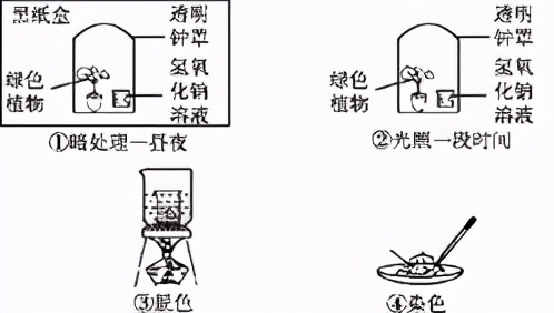 七上生物绿色植物的呼吸作用复习,高一生物必修一呼吸作用习题讲解