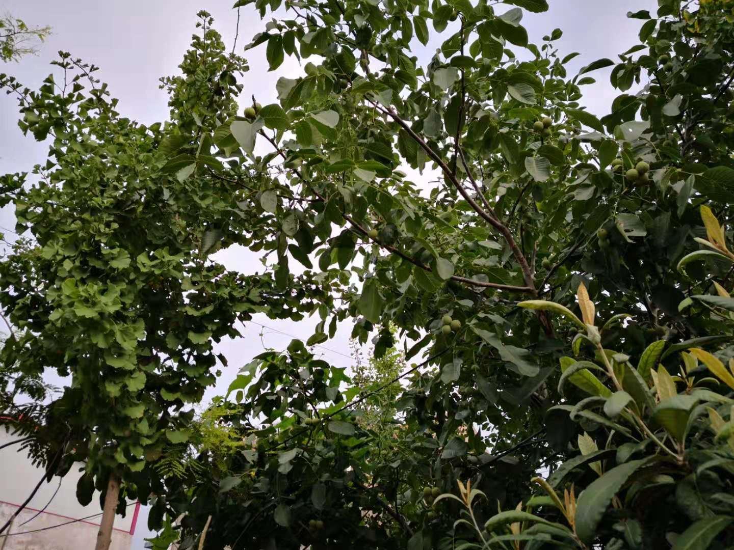 邳州古镇天气预报,邳州古镇宿羊山