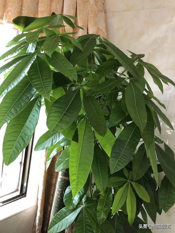 发财树干瘪褶皱冻伤了,发财树干瘪褶皱一捏就破怎么回事