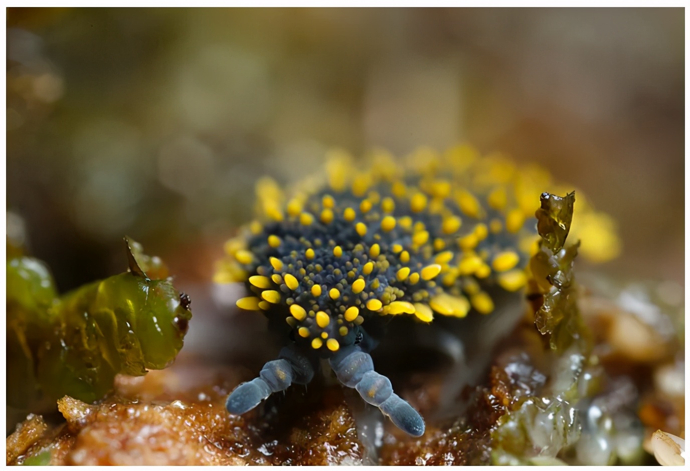 生态缸老水缸,生态缸老死鱼怎么回事