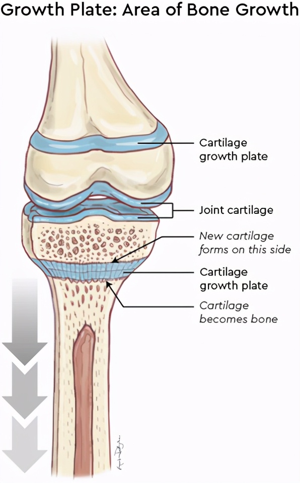 深蹲为什么会影响身高,深蹲会塌腰怎么训练