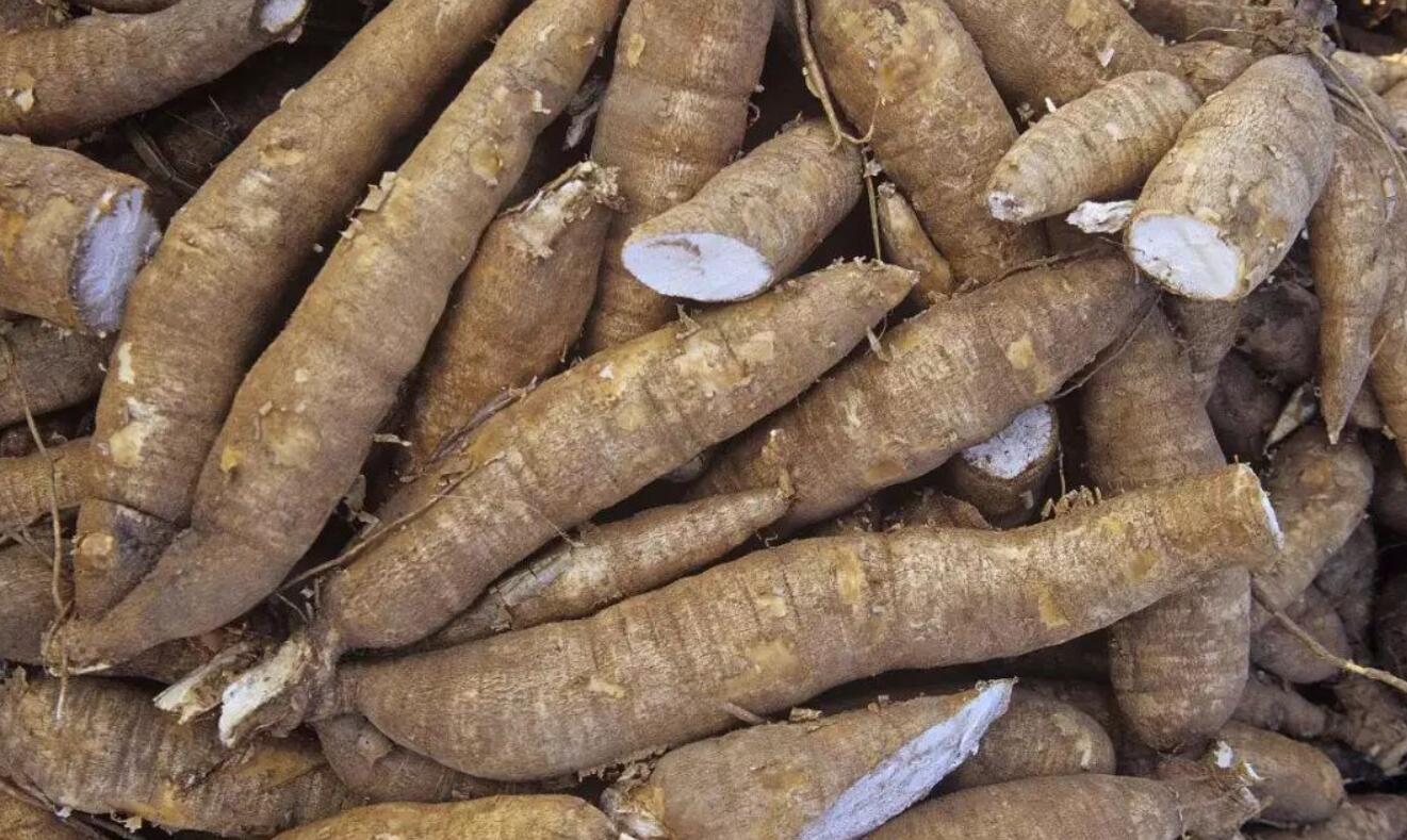 木薯有毒的和没毒的,木薯有毒是什么原因