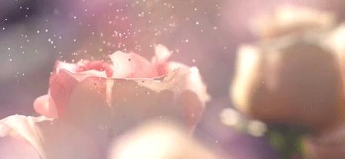 大马士革玫瑰纯露如何选,大马士革玫瑰纯露跟白玫瑰纯露