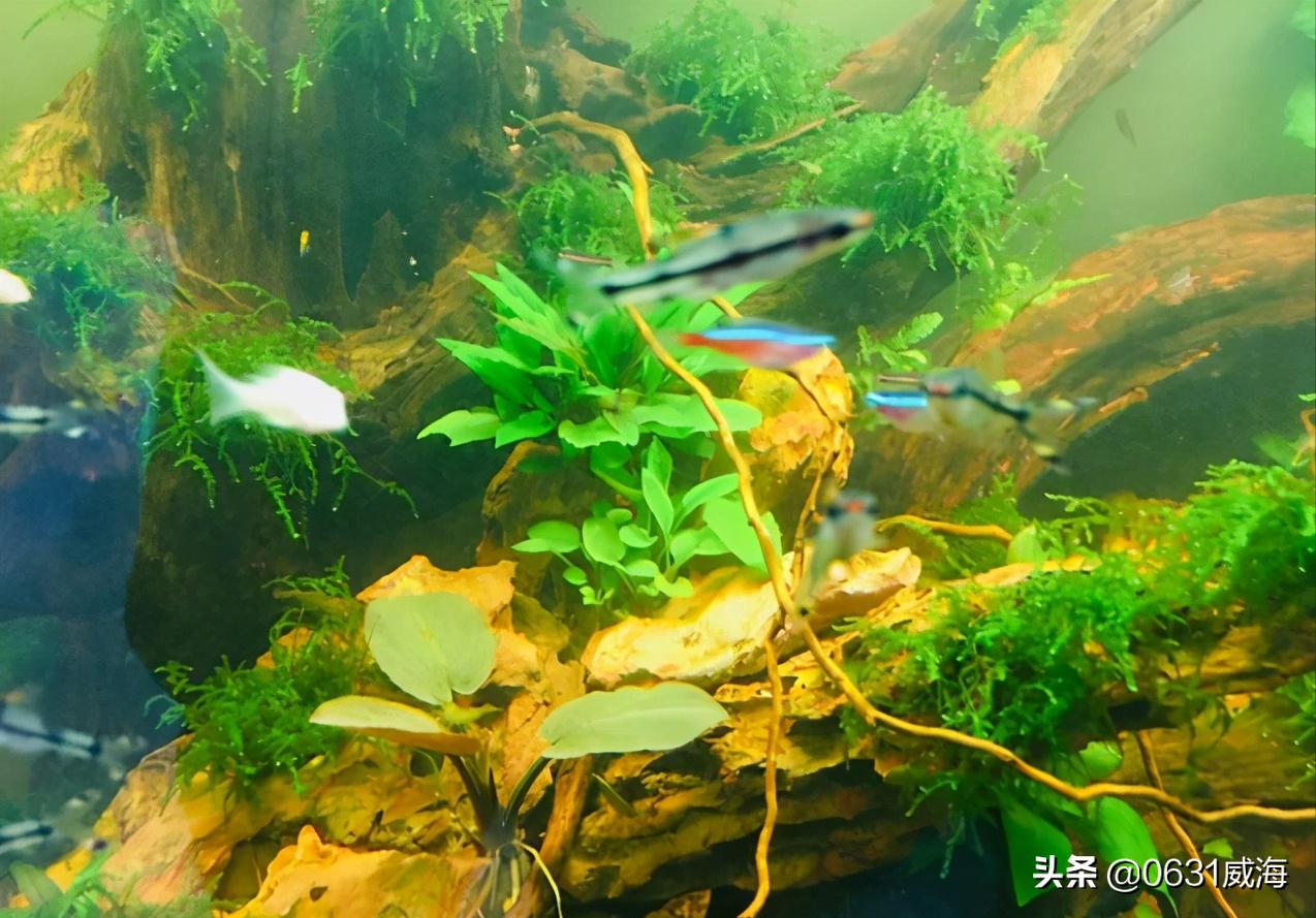 如何根据水面泡沫看水质,鱼缸有泡沫水质非常清