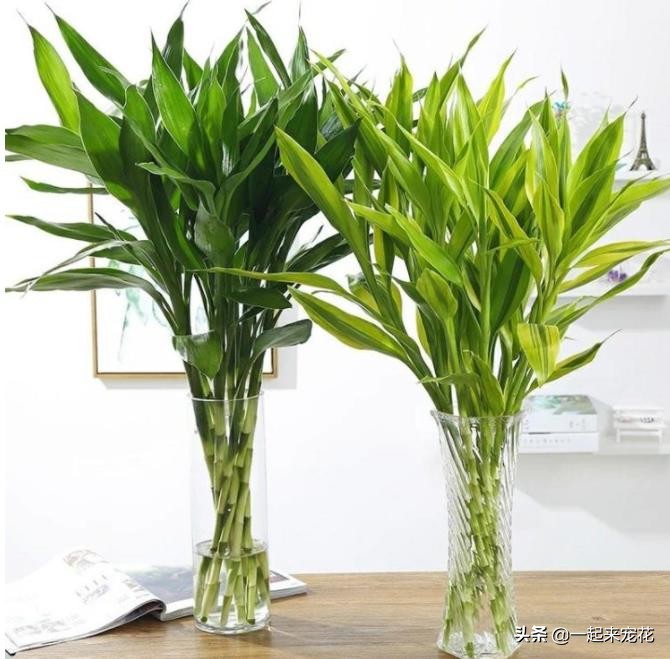 什么竹子盆栽好养,什么盆栽竹子好养活又好看