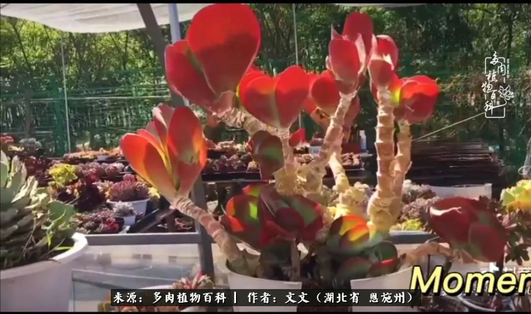 夏季多肉花园图片,初夏多肉花园