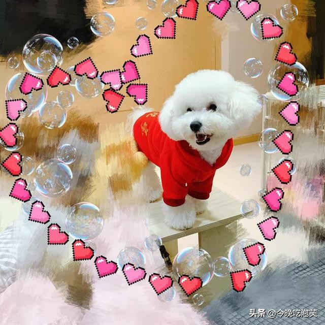 养狗怎样才让它不生病,养狗怎么让它护主