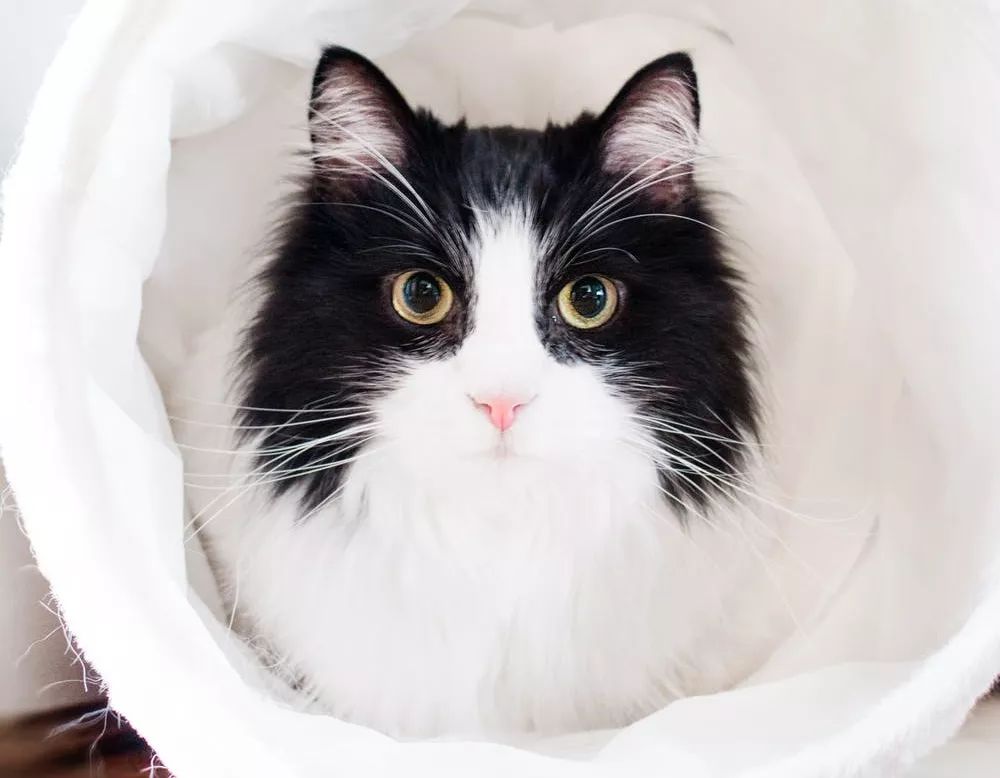 盘点致命的养猫玩具,猫咪新出网红用品