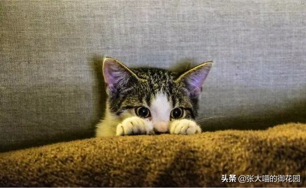 猫咪一听到鞭炮声就会害怕，春节怎么过？聪明的铲屎官都会这样做