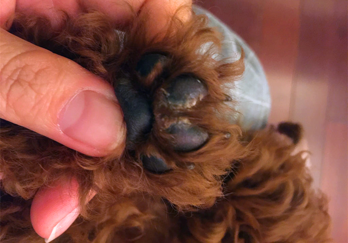 关于狗狗的辟谣,辟谣狗狗鼻子干就是生病