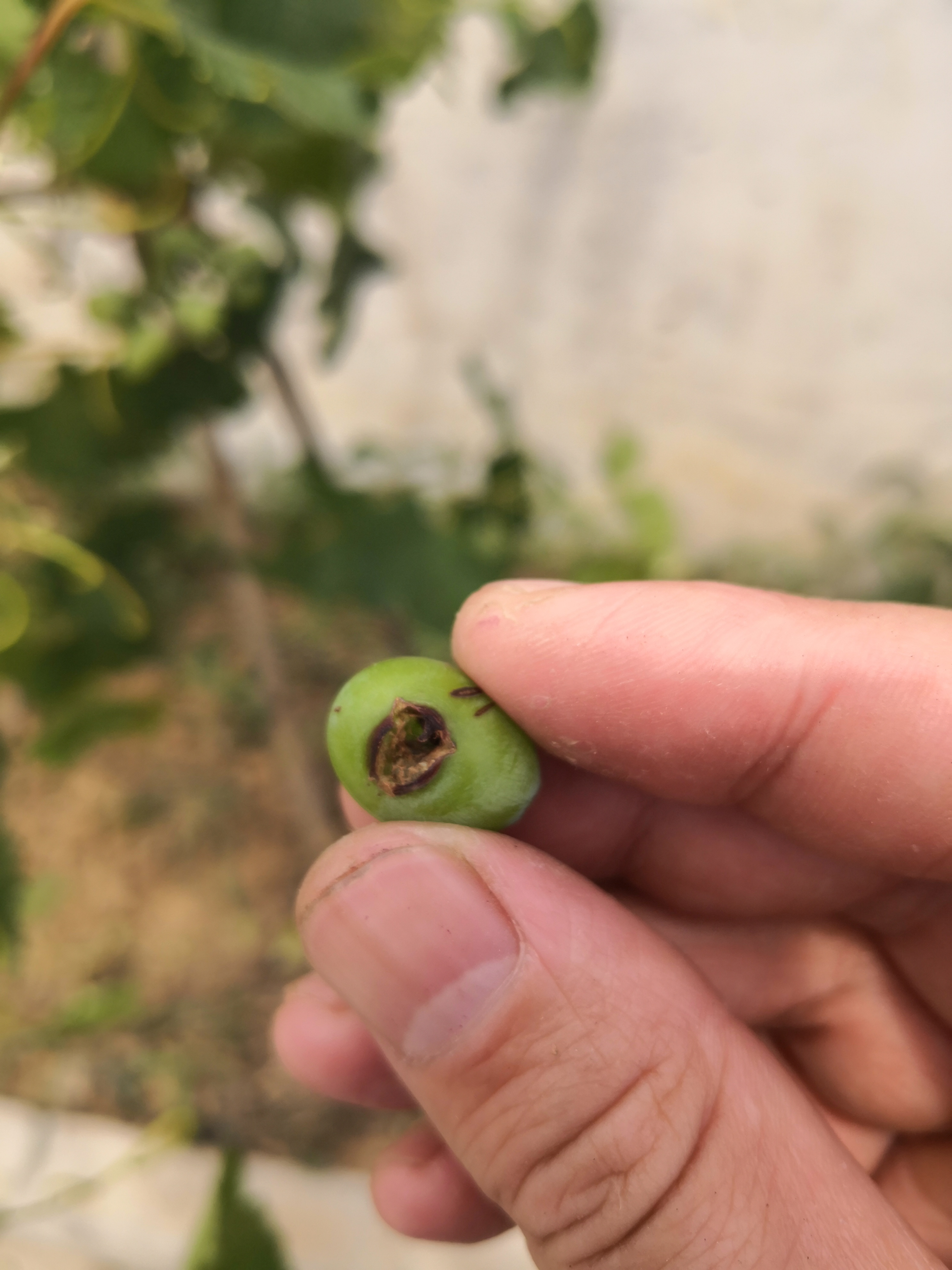 葡萄虫害防治大全,葡萄的主要虫害有哪些