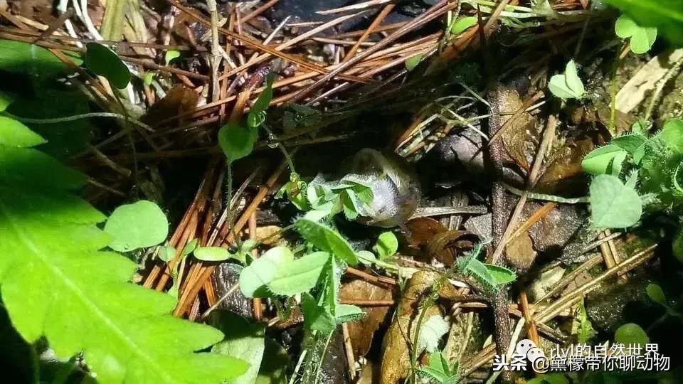 丛林造景黄缘龟池设计图大全,龟宝宝黄缘龟生态缸造景教程