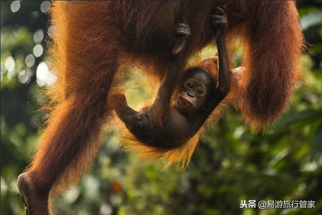 沙巴亚庇和仙本那的区别,沙巴经典必游10个景点