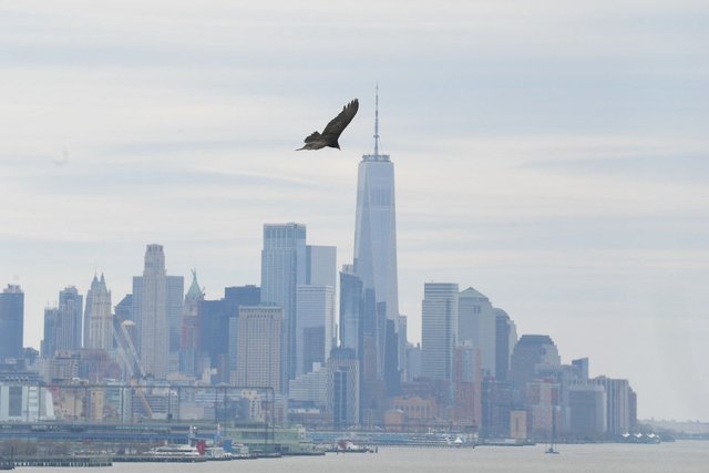 野猪、美洲狮“进城”都不稀奇，它的到来却让无数纽约人毛骨悚然