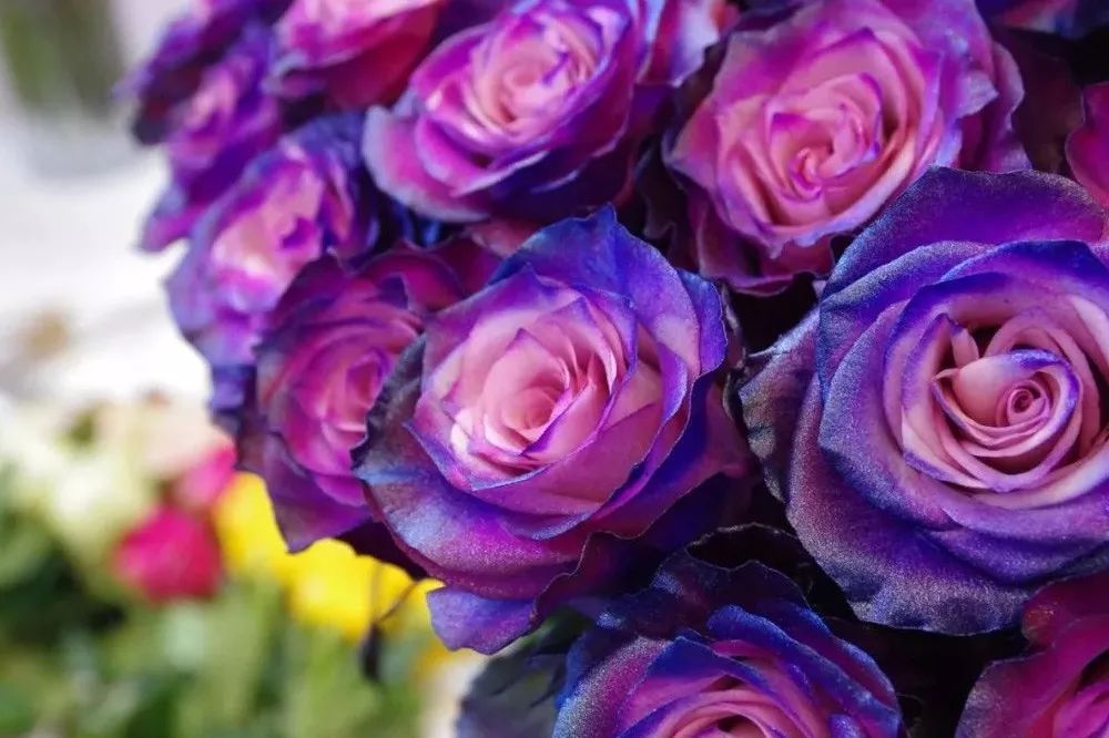 花店常用玫瑰花品种大全,一篇文章带你认识三亚40种花