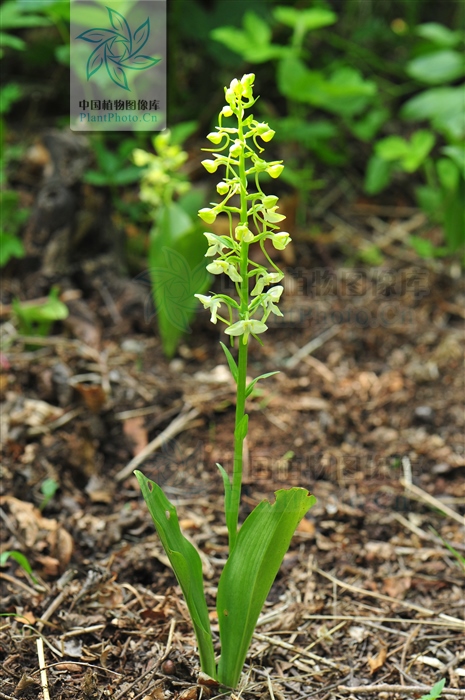 白芨能治咳血吐血吗,白芨治疗流鼻血功效