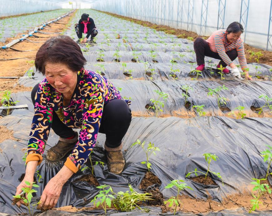 农业的发展前景如何,农业的前景和发展方向