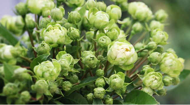 适合栽种在阳台上的月季品种,适合阳台种植的月季品种推荐